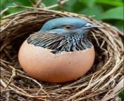 Pigeon new baby bon on egg
