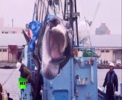 The first commercial whale hunt since 1988 took place in Japan on Monday. Japan pulled out last December from the International Whaling Commission (IWC), which has imposed a ban on commercial whaling.