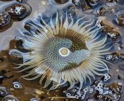 Prompt Midjourney : top down view of a sea anemone isolated in a tidepool --v 6.0