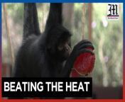 Lima Zoo animals eat frozen fruit amidst heat wave&#60;br/&#62;&#60;br/&#62;With water sprays and frozen fruit, staff at a zoo in Peru are looking to help their animals beat a heatwave.&#60;br/&#62;&#60;br/&#62;Video by AFP&#60;br/&#62;&#60;br/&#62;Subscribe to The Manila Times Channel - https://tmt.ph/YTSubscribe &#60;br/&#62;&#60;br/&#62;Visit our website at https://www.manilatimes.net &#60;br/&#62;&#60;br/&#62;Follow us: &#60;br/&#62;Facebook - https://tmt.ph/facebook &#60;br/&#62;Instagram - https://tmt.ph/instagram &#60;br/&#62;Twitter - https://tmt.ph/twitter &#60;br/&#62;DailyMotion - https://tmt.ph/dailymotion &#60;br/&#62;&#60;br/&#62;Subscribe to our Digital Edition - https://tmt.ph/digital &#60;br/&#62;&#60;br/&#62;Check out our Podcasts: &#60;br/&#62;Spotify - https://tmt.ph/spotify &#60;br/&#62;Apple Podcasts - https://tmt.ph/applepodcasts &#60;br/&#62;Amazon Music - https://tmt.ph/amazonmusic &#60;br/&#62;Deezer: https://tmt.ph/deezer &#60;br/&#62;Tune In: https://tmt.ph/tunein&#60;br/&#62;&#60;br/&#62;#TheManilaTimes&#60;br/&#62;#tmtnews &#60;br/&#62;#lima &#60;br/&#62;#peru &#60;br/&#62;#limazoo