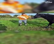 Witness the formation of an incredible bond in this heartwarming video! A proud father introduces his newborn baby to the family&#39;s horses for the very first time. The gentle approach of one of the horses towards the infant creates a wholesome and tender moment that will melt your heart.&#60;br/&#62;&#60;br/&#62;Prepare to be touched by the unbreakable bond between animals and humans, even from the very beginning. This viral video is a beautiful reminder of the innocence of childhood and the caring nature of animals. Don&#39;t miss this incredible encounter that celebrates the magic of family!&#60;br/&#62;&#60;br/&#62;Video ID: WGA934333&#60;br/&#62;&#60;br/&#62;All the content on Heartsome is managed by WooGlobe&#60;br/&#62;&#60;br/&#62;►SUBSCRIBE for more Heartsome Videos: &#60;br/&#62;&#60;br/&#62;-----------------------&#60;br/&#62;Copyright - #wooglobe #heartsome &#60;br/&#62;#heartwarming #horselve #babylove #incrediblemoment #firstmeeting #wholesomecontent #gentlegiants #preciousmoment #familylife #newlife #heartwarmingencounter #animalconnection #feelgoodvideo #animallover #cutereaction