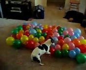 Simon exacts his revenge on 74 evil latex orbs in a mere 57 seconds!
