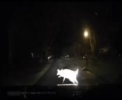 This person driving a car had a hilarious encounter with a deer. While they were passing a neighborhood, a deer appeared out of the blue and almost rammed into their vehicle not once but twice.