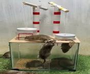 Best mouse trap idea-creative mouse trap at home #rat #rattrap #mousetrap from rat banjar si hai kale khanjar si hai song sunnylioenxvideo comelai jaire melai jaire pohela boishak full mp3 song