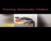 #funny #trynottolaugh #viral #funnyvideos&#60;br/&#62;&#60;br/&#62;My latest YouTube video is now live! Dive into the thread, watch, and give it a thumbs up! Don&#39;t forget to share the joy with others and hit that follow button for more content in this thread of awesomeness! ✨ #NewVideo #YouTubeThread&#60;br/&#62;&#60;br/&#62;This video isn&#39;t mine. If there&#39;s any issue, reach out to me at&#60;br/&#62;helpmee692@gmail.com,&#60;br/&#62;&#60;br/&#62;&#60;br/&#62;&#60;br/&#62;&#60;br/&#62;and I&#39;ll promptly remove it within 24 hours. Subscribe now to join the laughter on this daily dose of fun for kids and all ages!&#60;br/&#62;&#60;br/&#62;Funny Animals&#60;br/&#62;Funny Cats&#60;br/&#62;Funny Dogs&#60;br/&#62;Funny Fails&#60;br/&#62;Funny Bloopers&#60;br/&#62;Funny Pranks&#60;br/&#62;Comedy&#60;br/&#62;Entertainment&#60;br/&#62;&#60;br/&#62;try not to laugh,funny animals,funny animal videos,funny,funny pets,animals,funny cats,cute animals,funny animal,funniest animals,funny animals life,funny animals 2022,funny cat,funny videos,funny animals world,funny dogs,Funny Animals,Entertainment,Comedy,Funny Pranks,Funny Bloopers,Funny Fails,Funny Dogs,Funny Cats,funny cat videos,funny video,funny dog,funny dog videos,funny cat moments,funny cat 2023,#funny,Funny animal reactions,tiktok&#60;br/&#62;&#60;br/&#62;