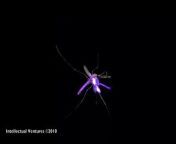 Video clip showing mosquitoes being killed by lasers.&#60;br/&#62;http://www.natchers.com/actualite-201...&#60;br/&#62;Intellectual Ventures Lab - Project : A laser to kill mosquitoes&#60;br/&#62;http://intellectualventureslab.com/