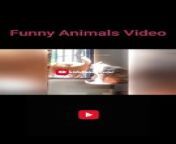 #funny #trynottolaugh #viral #funnyvideos&#60;br/&#62;&#60;br/&#62;My latest YouTube video is now live! Dive into the thread, watch, and give it a thumbs up! Don&#39;t forget to share the joy with others and hit that follow button for more content in this thread of awesomeness! ✨ #NewVideo #YouTubeThread&#60;br/&#62;&#60;br/&#62;This video isn&#39;t mine. If there&#39;s any issue, reach out to me at&#60;br/&#62;helpmee692@gmail.com,&#60;br/&#62;&#60;br/&#62;&#60;br/&#62;&#60;br/&#62;and I&#39;ll promptly remove it within 24 hours. Subscribe now to join the laughter on this daily dose of fun for kids and all ages!&#60;br/&#62;&#60;br/&#62;Funny Animals&#60;br/&#62;Funny Cats&#60;br/&#62;Funny Dogs&#60;br/&#62;Funny Fails&#60;br/&#62;Funny Bloopers&#60;br/&#62;Funny Pranks&#60;br/&#62;Comedy&#60;br/&#62;Entertainment&#60;br/&#62;&#60;br/&#62;try not to laugh,funny animals,funny animal videos,funny,funny pets,animals,funny cats,cute animals,funny animal,funniest animals,funny animals life,funny animals 2022,funny cat,funny videos,funny animals world,funny dogs,Funny Animals,Entertainment,Comedy,Funny Pranks,Funny Bloopers,Funny Fails,Funny Dogs,Funny Cats,funny cat videos,funny video,funny dog,funny dog videos,funny cat moments,funny cat 2023,#funny,Funny animal reactions,tiktok