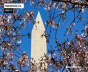 Cherry blossoms are in full bloom this week around Washington, D.C. Residents and visitors alike enjoyed the scenic walk around the Washington Monument and the Tidal Basin.