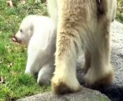 Visitors to a Munich animal park are treated to their first glimpse of the latest arrival to the polar bear enclosure, as a cub born in November takes her first outing alongside mother Giovanna.