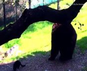 This bear seems to have nothing in common with a small stray cat often spotted scouring the zoo grounds. But their unlikely friendship proves opposites do indeed attract.