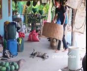 Wow!! New Prank _ Handmade Basket Prank on Sleeping Dog _ very Funny with try to stop Laugh! from vinay thakur prank