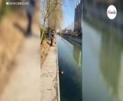 A riverside walk turned into an unexpected rescue mission for one man when something small, ginger and fluffy, caught his eye in the river below.