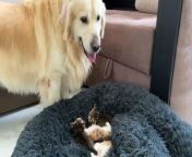 Golden Retriever Reacts to Tiny Kittens in his Bed from 02 ekla hindi bhor kitten mp hui com video