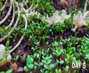 Scorpions, Jumping Spiders, Millipedes and so much more! Over the past 100 days, I documented a little chunk of the forest. Watch as it transforms from a barren wasteland into a thriving ecosystem!