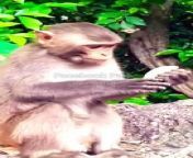 Monkey Shorts Video , Animals Reels , Funny Animal&#39;s #Animalsvideo#Monkeyvideo