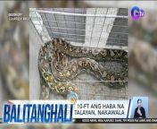 Wanted: nakawalang sawa sa Quezon City!&#60;br/&#62;&#60;br/&#62;&#60;br/&#62;Balitanghali is the daily noontime newscast of GTV anchored by Raffy Tima and Connie Sison. It airs Mondays to Fridays at 10:30 AM (PHL Time). For more videos from Balitanghali, visit http://www.gmanews.tv/balitanghali.&#60;br/&#62;&#60;br/&#62;#GMAIntegratedNews #KapusoStream&#60;br/&#62;&#60;br/&#62;Breaking news and stories from the Philippines and abroad:&#60;br/&#62;GMA Integrated News Portal: http://www.gmanews.tv&#60;br/&#62;Facebook: http://www.facebook.com/gmanews&#60;br/&#62;TikTok: https://www.tiktok.com/@gmanews&#60;br/&#62;Twitter: http://www.twitter.com/gmanews&#60;br/&#62;Instagram: http://www.instagram.com/gmanews&#60;br/&#62;&#60;br/&#62;GMA Network Kapuso programs on GMA Pinoy TV: https://gmapinoytv.com/subscribe