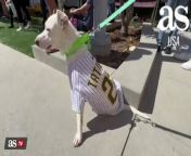 San Diego Padres welcome dozens of dogs at Petco Park from welcome to karachi 2015 move mp3 song