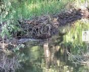 This Beaver Dam is So Huge, You Can See It from Space _ Climate Heroes from kolkata hero movie video songsunny leone bikini চু¦