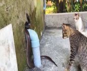 cats are chasing a big snake out of their house from cat potty training