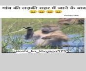 Animal funny video from indian village hairy sucking