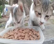 I meet a street dog whom I wanted to feed but his action is mind boggling that cat rescue kittens suddenly appear. These kittens did this