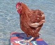 An ex-battery hen is living her best life after being rescued - and now goes surfing, on camping trips and loves having her feathers blowdried. &#60;br/&#62;&#60;br/&#62;Wendy, an isa brown chicken, moved in with Lauren Williams, 43, and her husband, Matt, 44, a nurse, in February 2022 and has been treated like a princess ever since. &#60;br/&#62;&#60;br/&#62;The couple got the hen from a contact who rescues battery hens before they are slaughtered and Wendy arrived with a damaged leg and no tail. &#60;br/&#62;&#60;br/&#62;But she is now ruling the roost at Lauren and Matt&#39;s home in Perth, Australia - where she hops to the fridge when she fancies being handfed blueberries or grapes. &#60;br/&#62;&#60;br/&#62;Wendy lives indoors with the pair and they take her out on day trips - carrying her around in a sling or pushing her in a pram if the weather&#39;s hot.