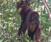An orangutan was seen treating a wound with a pain-relieving plant in a first for wild animals.Source: Isabelle Laumer