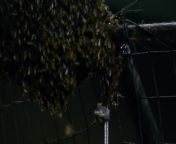 WATCH: Beekeeper removes bees with vacuum from Dodgers-D-backs game from queen bee vs powerman