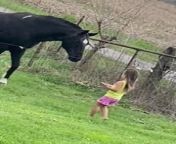 This adorable little girl ran towards her horse, Cody, and offered them treats. The horse gently licked the treats form the girl&#39;s hand, leaving her mesmerised.