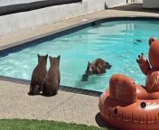 Mother bear shows cubs how to swim in California pool as residents watch onSource Rick Martinez
