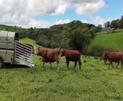 Samson, a breeding bull for hire, is greeted by a pasture full of cows from english bull film