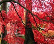 Beautiful Red Maple tree leaves - The full Autumn - Live Happily from juee sarkar full photo