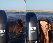 Charging hippo bites tourist boat’s rear motor in furious chase from head rear