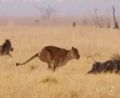 A funny incident when a warthog accidentally ran into a group of lions, but it succeeded in surprising the lions.&#60;br/&#62;At the end of the incident, a lioness is shown chasing a warthog but fails.&#60;br/&#62;&#60;br/&#62;Enjoy the video, like and subscribe if this is entertaining enough