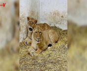 The Big Cat Sanctuary and the International Fund for Animal Welfare are trying to relocate traumatized Ukrainian lions to the UK. Veuer’s Matt Hoffman has the story.