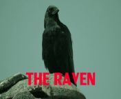 ✅ Free Download Music / Streams / Licensing: https://emanmusic.fanlink.tv/gsff&#60;br/&#62;●&#60;br/&#62;&#39;&#39;The Raven&#39;&#39; is a hip-hop track that sets the mood for a dramatic, suspenseful, and emotional projection. Included a powerful and dirty beat with orchestra, guitar, scratches, organ, and synths. Background music for videos, action films, trailers, gangsta rap themes, video games, adventures, advertising, social media, for commercial purposes, and more.&#60;br/&#62;●&#60;br/&#62;About Music Track: &#60;br/&#62;Track Name: The Raven&#60;br/&#62;Music by EmanMusic&#60;br/&#62;PRO: BMI (IPI 447209945)&#60;br/&#62;&#60;br/&#62;--------------------&#60;br/&#62;✅ SUBSCRIBE FOR MORE: &#60;br/&#62;● YouTube: https://bit.ly/1U3ZwVp&#60;br/&#62;● Spotify: https://spoti.fi/3BHmSup&#60;br/&#62;● SoundCloud: https://bit.ly/32YdCUI&#60;br/&#62;● TikTok: https://bit.ly/3jzggI0&#60;br/&#62;● Facebook: https://bit.ly/3m5UOvG&#60;br/&#62;● Instagram: https://bit.ly/3E5xrIP&#60;br/&#62;● Twitter: https://bit.ly/3jtY16F&#60;br/&#62;● LinkedIn: https://bit.ly/32ZVycW&#60;br/&#62;--------------------- &#60;br/&#62;●&#60;br/&#62;✅ More Background Music on Audiojungle: https://1.envato.market/2WjEa&#60;br/&#62;●&#60;br/&#62;Thanks For Listening!