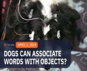 A study finds dogs are able to understand that some words refer to objects in a way that is similar to humans. &#60;br/&#62;&#60;br/&#62;Full story: https://www.rappler.com/environment/nature/dogs-can-associate-words-with-objects-study-finds/