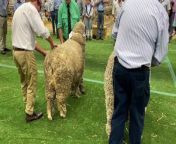 West Plains 23M28119 triumphs over Thalabah M27081 in the supreme Merino exhibit at the 2024 Sydney Royal Show.