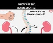 Where are the kidneys located? #kidney #kidneys #kidneyanatomy #anatomy